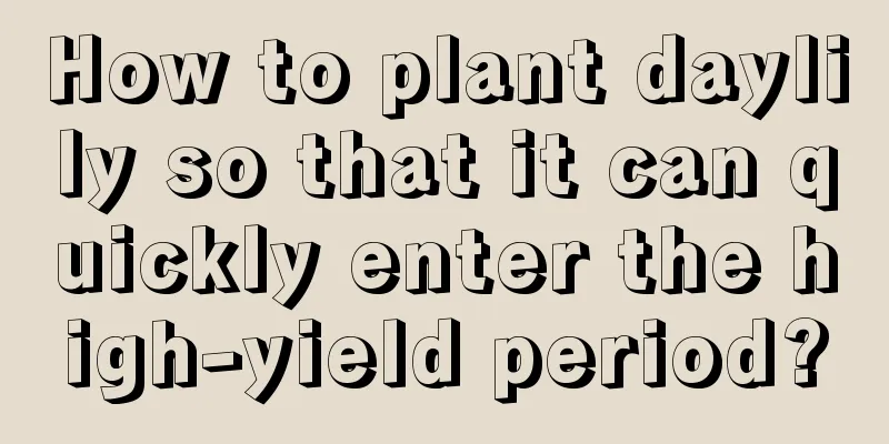 How to plant daylily so that it can quickly enter the high-yield period?