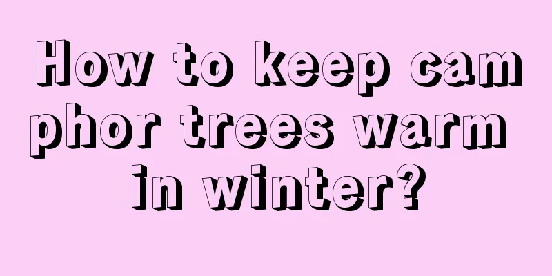 How to keep camphor trees warm in winter?