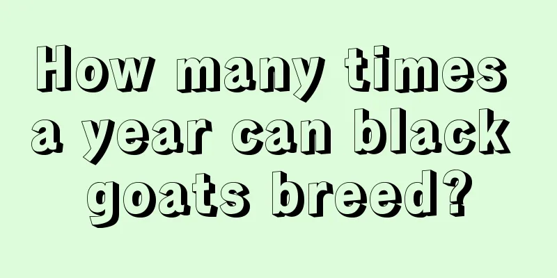 How many times a year can black goats breed?