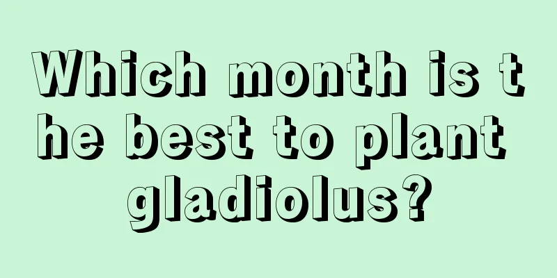 Which month is the best to plant gladiolus?