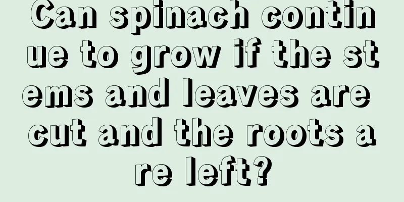 Can spinach continue to grow if the stems and leaves are cut and the roots are left?