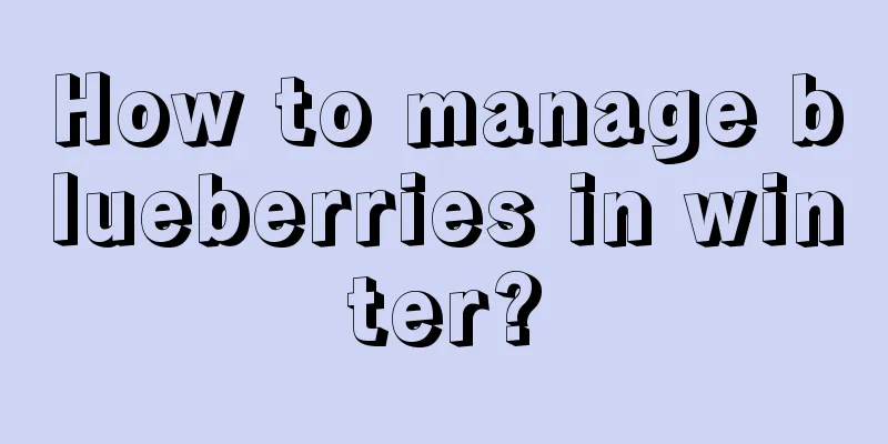 How to manage blueberries in winter?