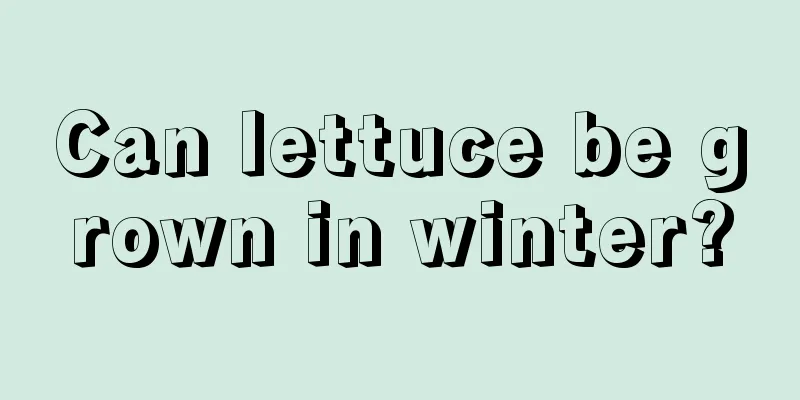 Can lettuce be grown in winter?