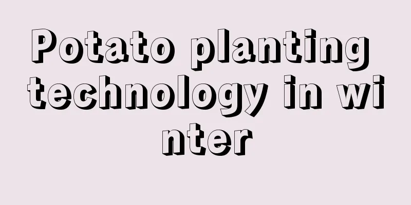 Potato planting technology in winter