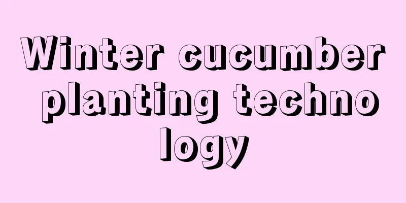 Winter cucumber planting technology