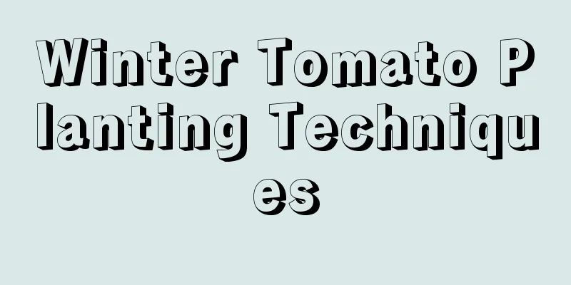 Winter Tomato Planting Techniques