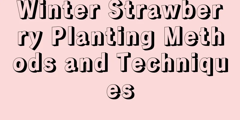 Winter Strawberry Planting Methods and Techniques