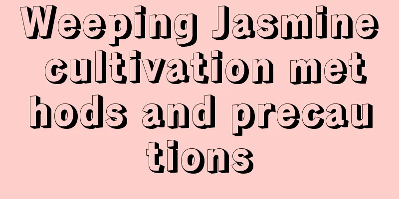 Weeping Jasmine cultivation methods and precautions