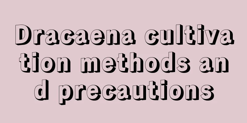 Dracaena cultivation methods and precautions