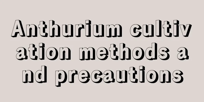 Anthurium cultivation methods and precautions