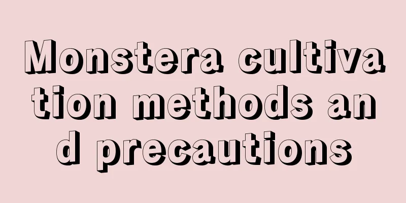 Monstera cultivation methods and precautions