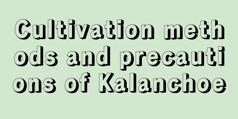 Cultivation methods and precautions of Kalanchoe