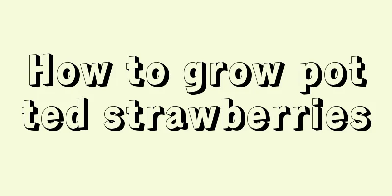 How to grow potted strawberries