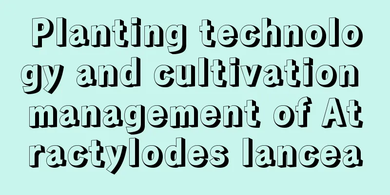 Planting technology and cultivation management of Atractylodes lancea