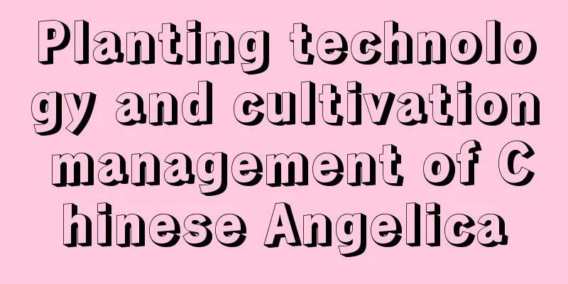 Planting technology and cultivation management of Chinese Angelica