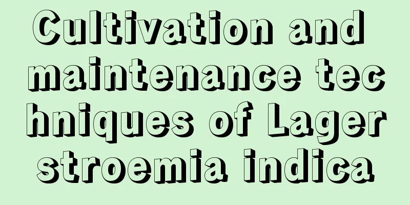 Cultivation and maintenance techniques of Lagerstroemia indica