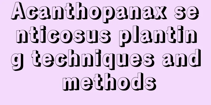 Acanthopanax senticosus planting techniques and methods