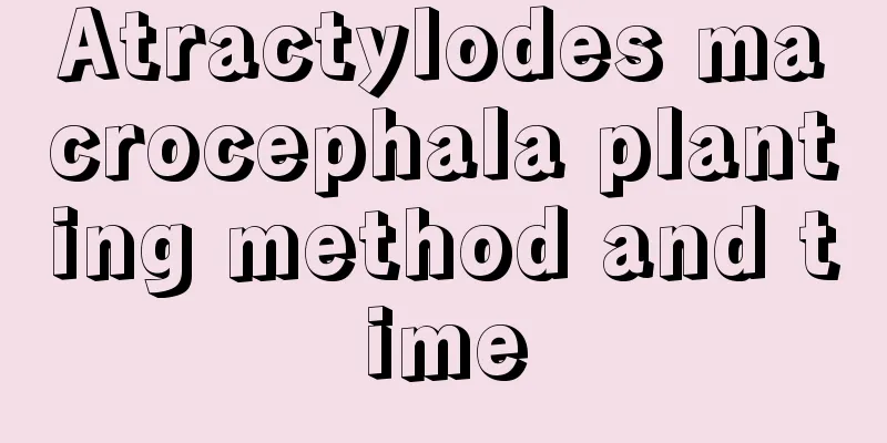 Atractylodes macrocephala planting method and time