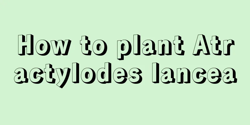 How to plant Atractylodes lancea