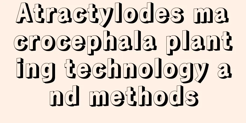 Atractylodes macrocephala planting technology and methods