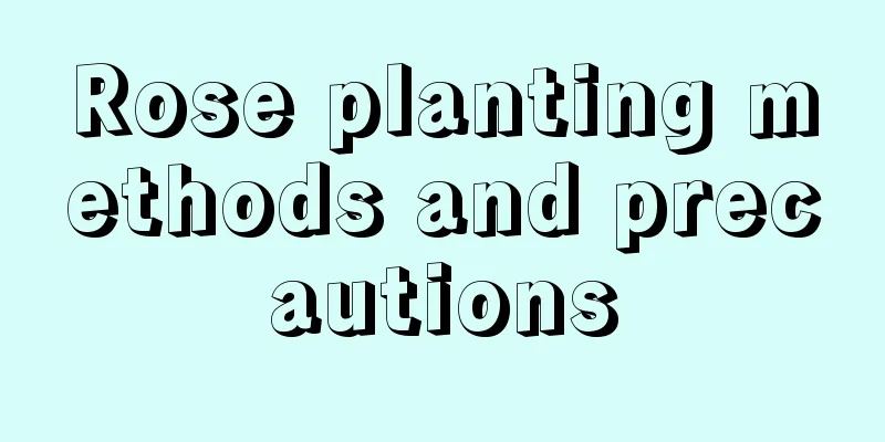 Rose planting methods and precautions