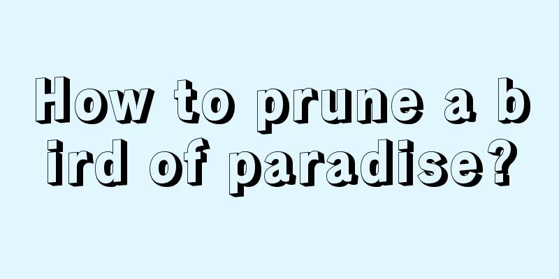 How to prune a bird of paradise?