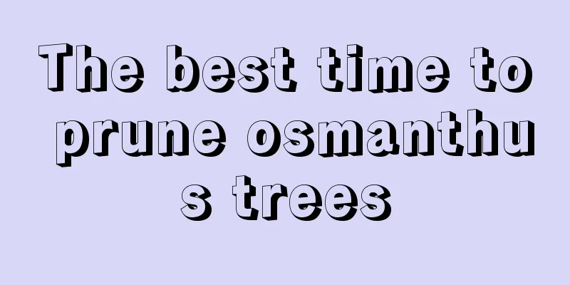 The best time to prune osmanthus trees