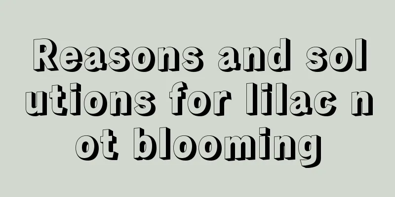 Reasons and solutions for lilac not blooming