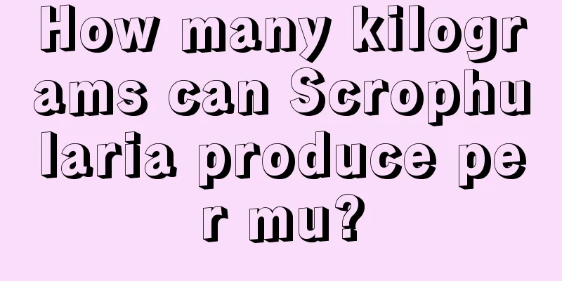 How many kilograms can Scrophularia produce per mu?