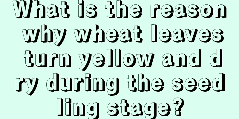 What is the reason why wheat leaves turn yellow and dry during the seedling stage?