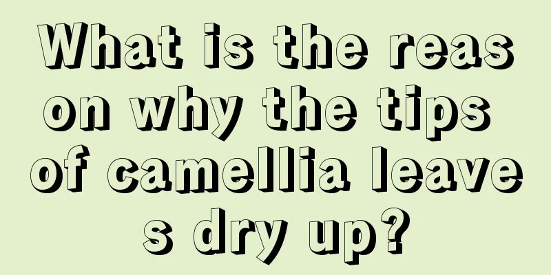 What is the reason why the tips of camellia leaves dry up?