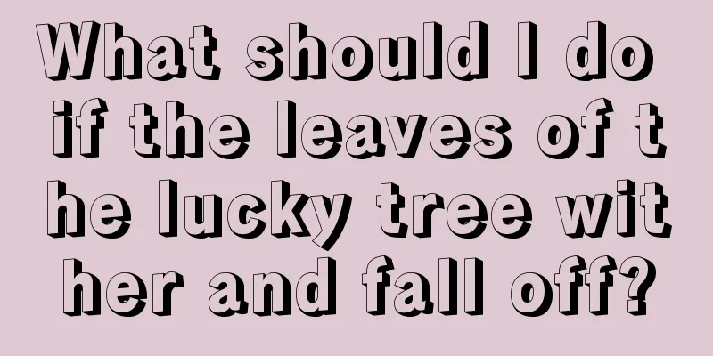 What should I do if the leaves of the lucky tree wither and fall off?