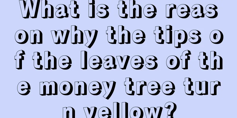 What is the reason why the tips of the leaves of the money tree turn yellow?