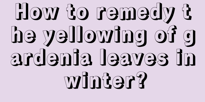 How to remedy the yellowing of gardenia leaves in winter?