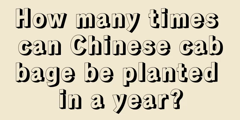 How many times can Chinese cabbage be planted in a year?