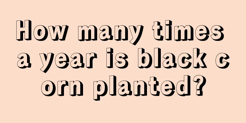 How many times a year is black corn planted?