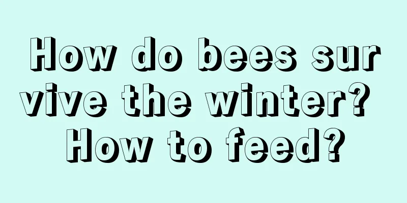 How do bees survive the winter? How to feed?