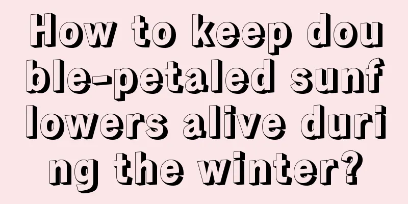 How to keep double-petaled sunflowers alive during the winter?