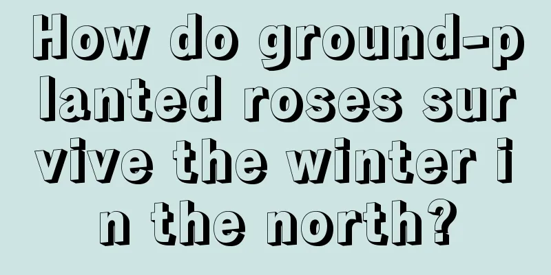 How do ground-planted roses survive the winter in the north?