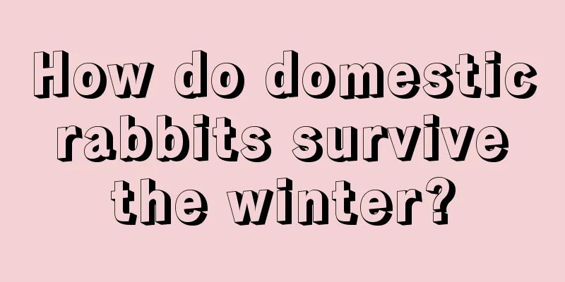 How do domestic rabbits survive the winter?