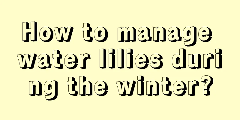 How to manage water lilies during the winter?