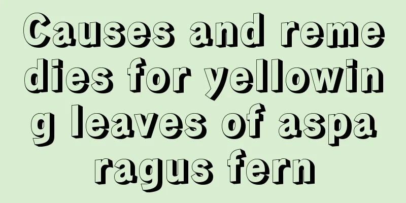 Causes and remedies for yellowing leaves of asparagus fern