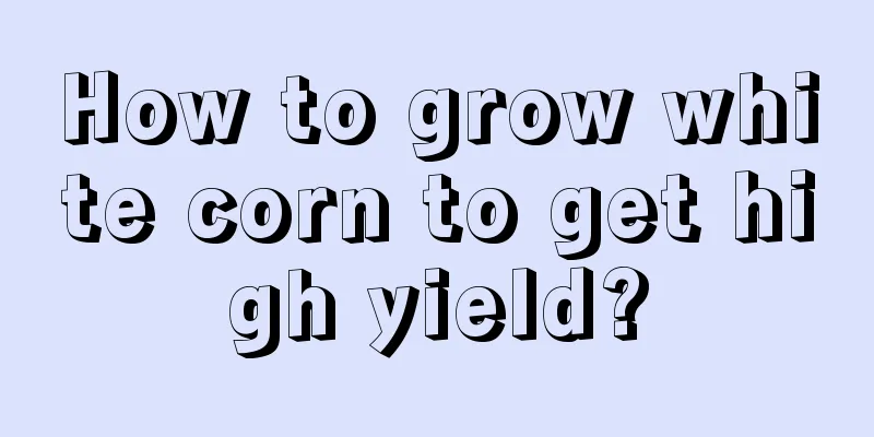 How to grow white corn to get high yield?