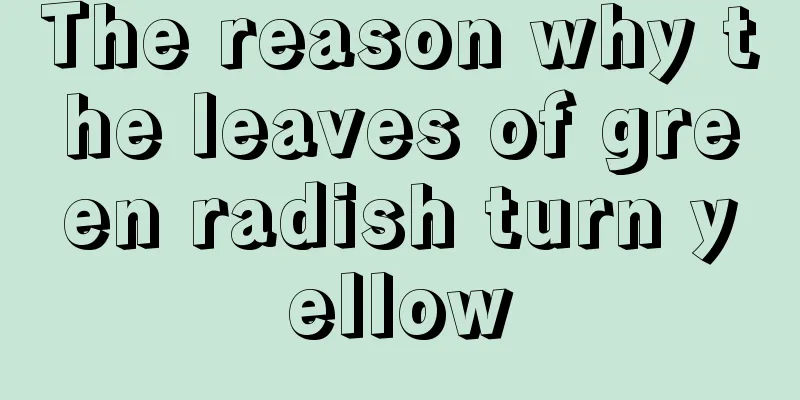 The reason why the leaves of green radish turn yellow