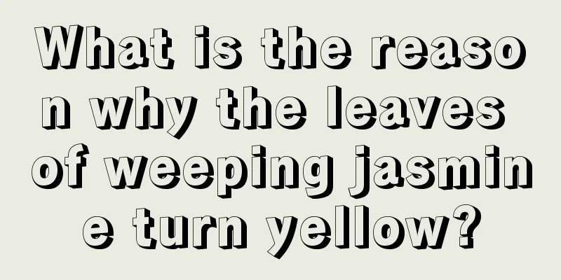 What is the reason why the leaves of weeping jasmine turn yellow?