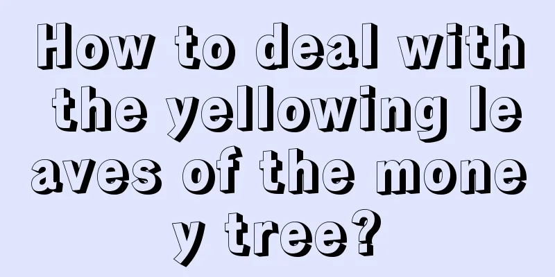 How to deal with the yellowing leaves of the money tree?