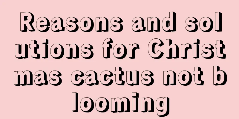 Reasons and solutions for Christmas cactus not blooming