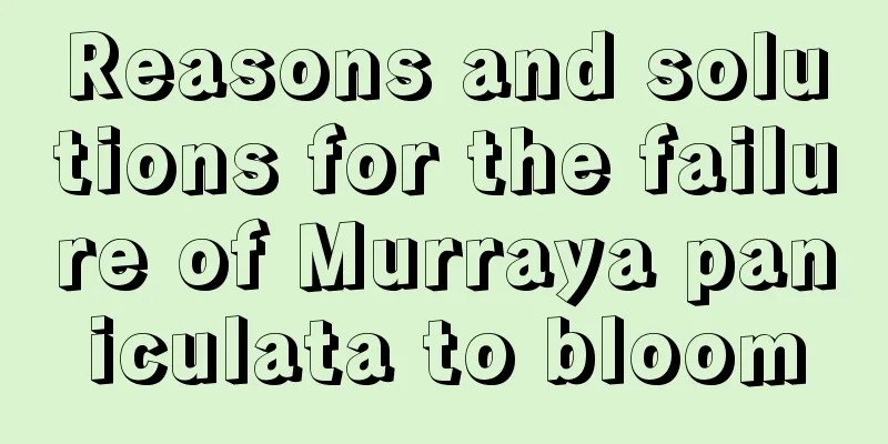 Reasons and solutions for the failure of Murraya paniculata to bloom