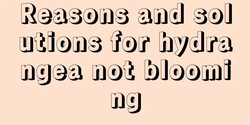 Reasons and solutions for hydrangea not blooming