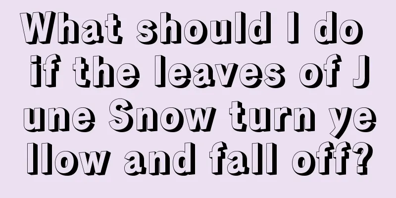 What should I do if the leaves of June Snow turn yellow and fall off?